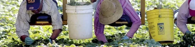 Farm workers harvest crops in a field, bent over plants beneath a harvesting rig with hanging buckets.