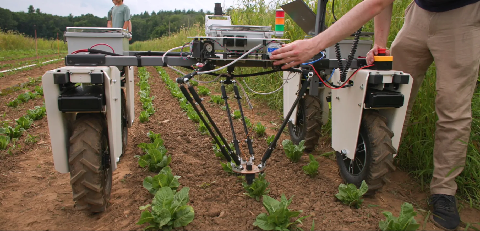 Weeding machine straddles plants in the field