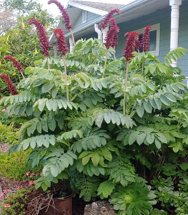 honeybush with burgundy flowers atop