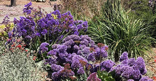 Richmond Low Water Demo Garden Sea Lavender