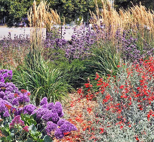 Richmond Low water Demo Garden