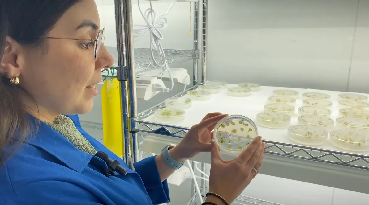 Amber, wearing glasses and a blue lab coat, holds a petri dish containing plant tissue cultures.