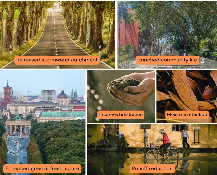 Urban Trees and Their Role/Benefits in Stormwater Management