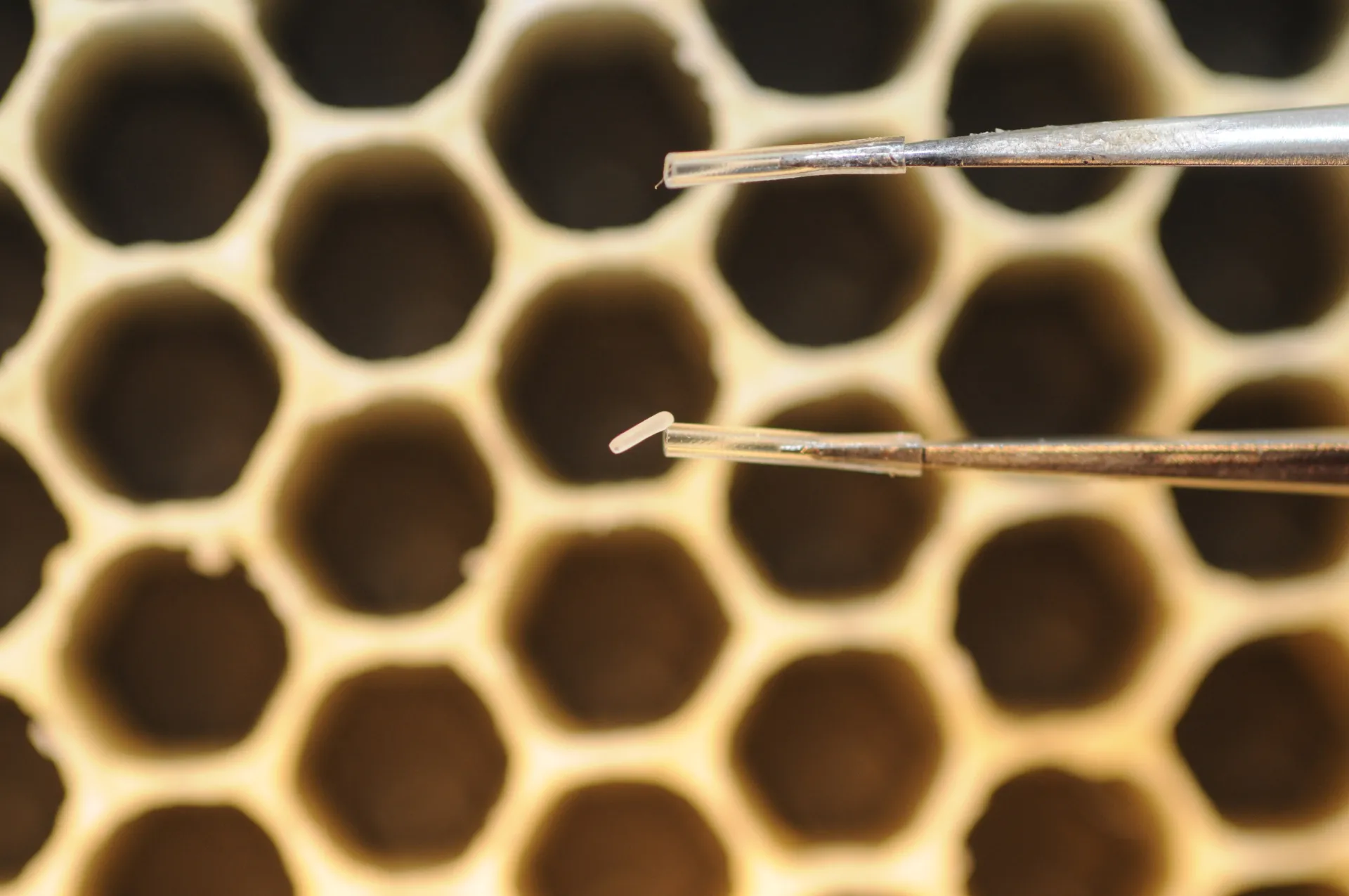 An egg of a queen bee. (Photo by Kathy Keatley Garvey)