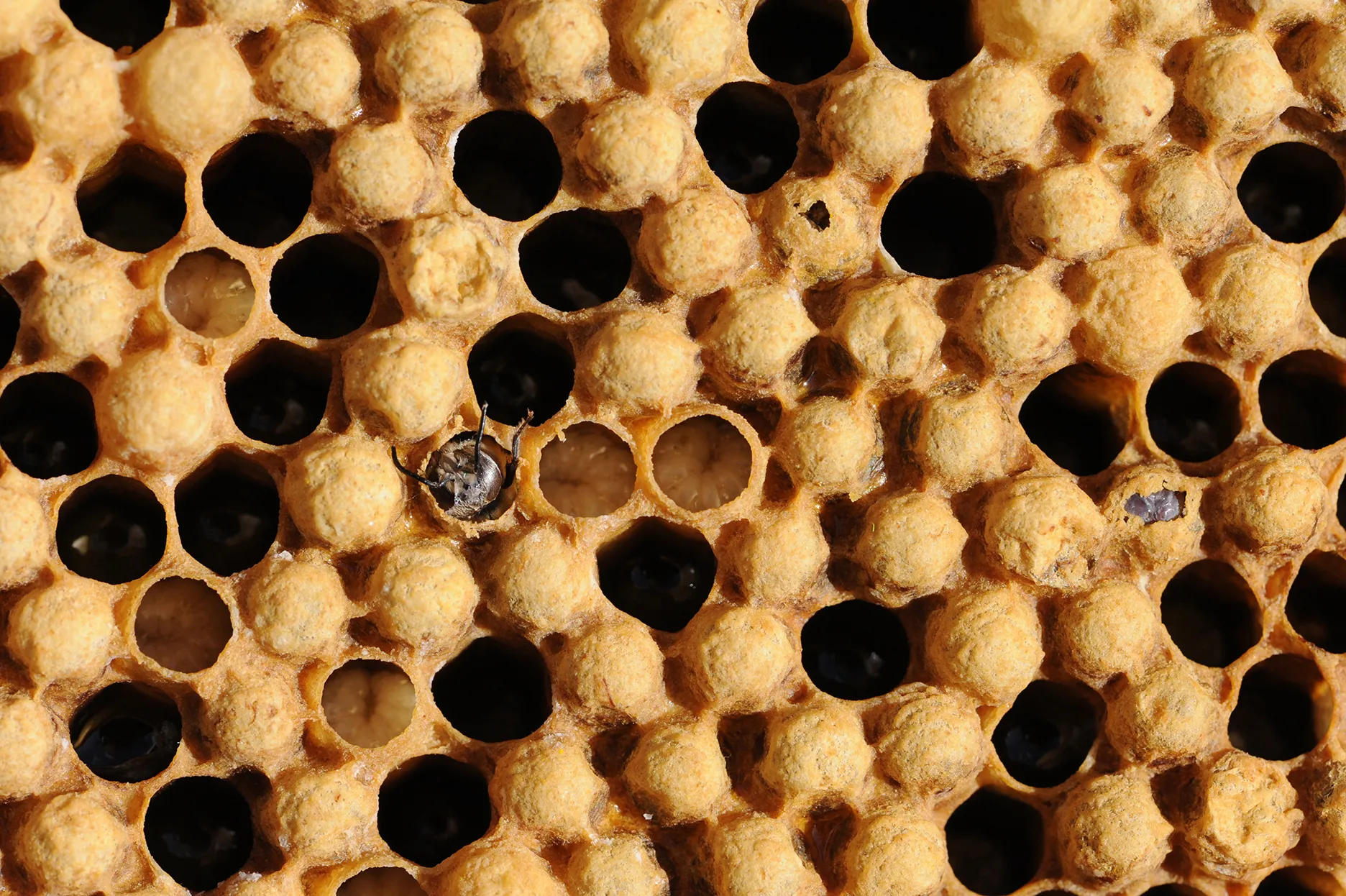 Welcome to the world! A newly emerged honey bee. (Photo by Kathy Keatley Garvey)