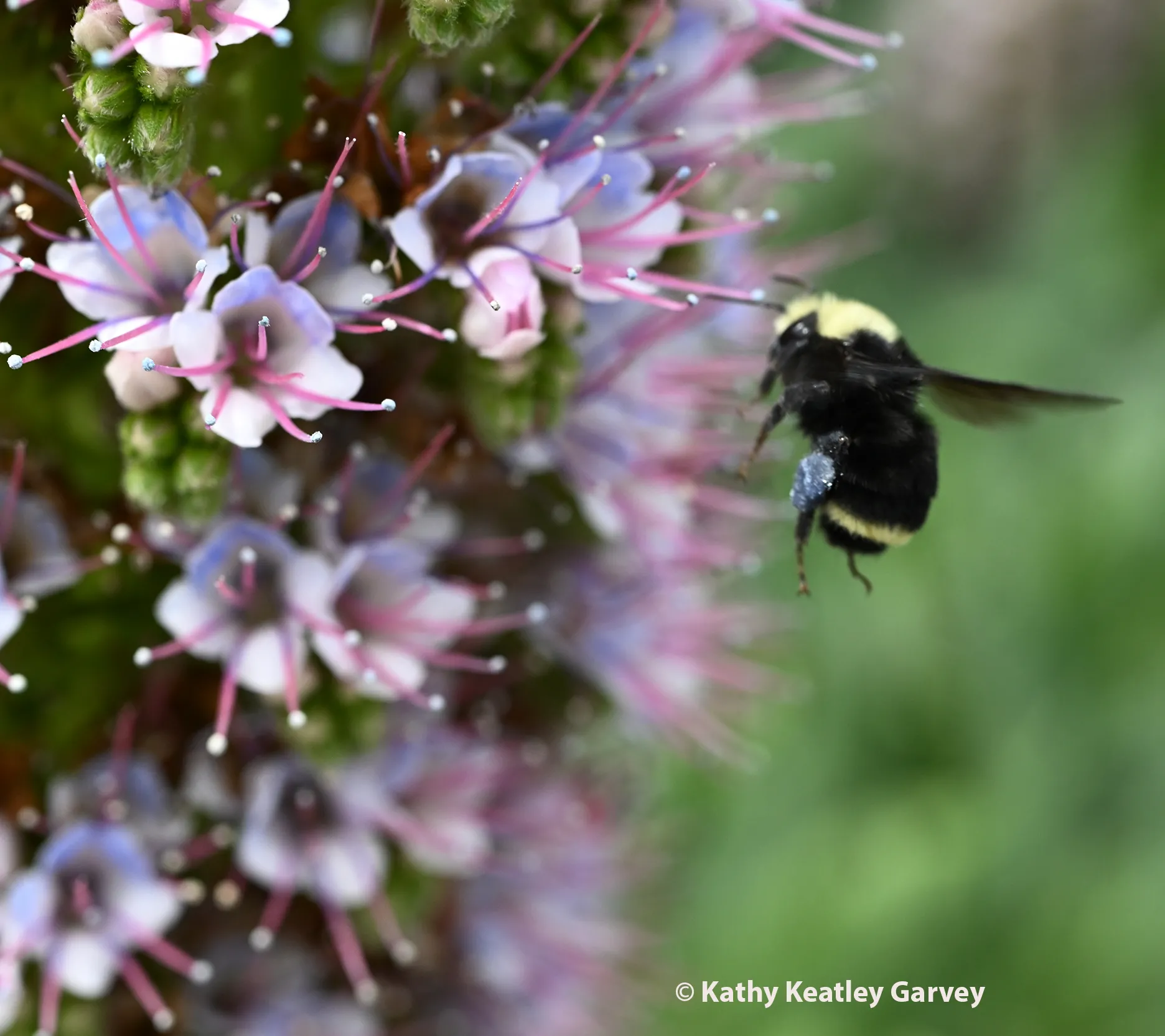 Yellow-faced bumble bee, Bombus vosnesenkii, foraging on Pride of Madeira at Bodega Bay. (Photo by Kathy Keatley Garvey)