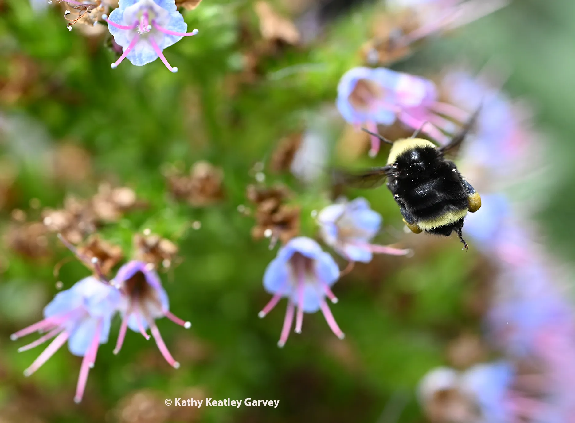 Bumble bee, Bombus vosnesenskii, heading toward Echium at Bodega Bay. (Photo by Kathy Keatley Garvey)