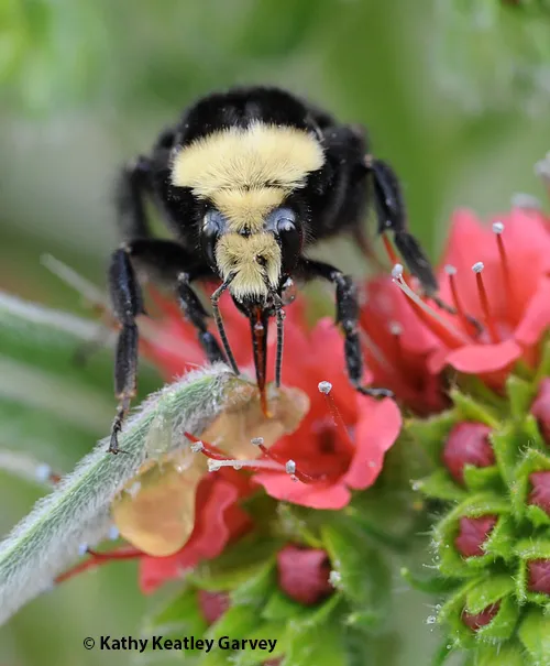 Bumble bee, Bombus vosnesenskii, foraging on Tower of Jewels, Echium wildpretii. Today, May 20, is World Bee Day, which encompasses all bees. (Photo by Kathy Keatley Garvey)