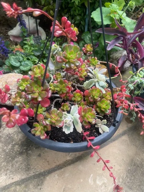 copper toned succulents