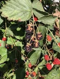 Sunscald on blackberry