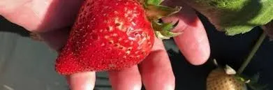 Water- soaked strawberry after a rain. Notice the cracking.