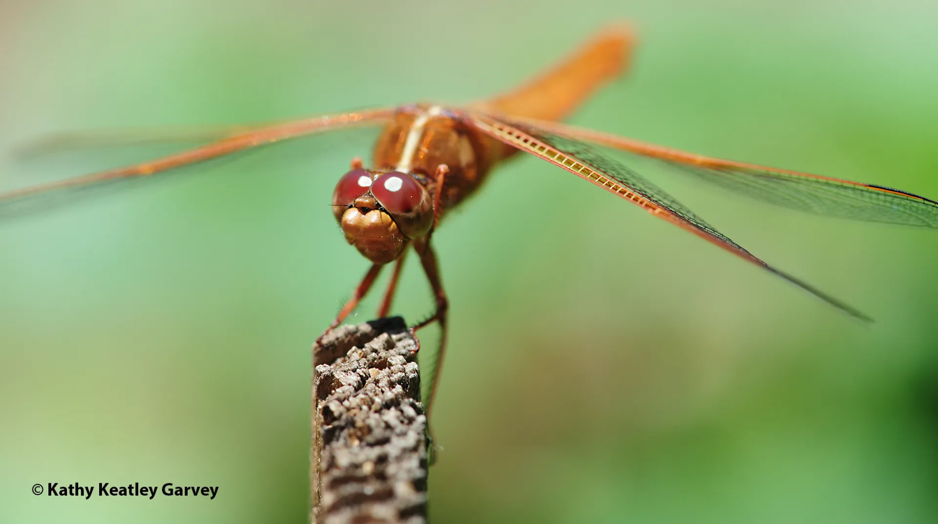 Flameskimmer dragonfly, Libellula saturata (Photo by Kathy Keatley Garvey)