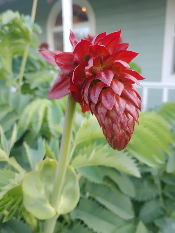 burgundy flower of honeybush
