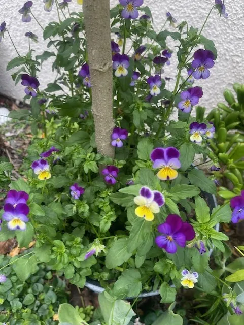 tri-colored violets with yellow, white and purple petals