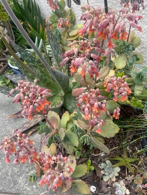 pinkish flower bells dangle off the succulent plant