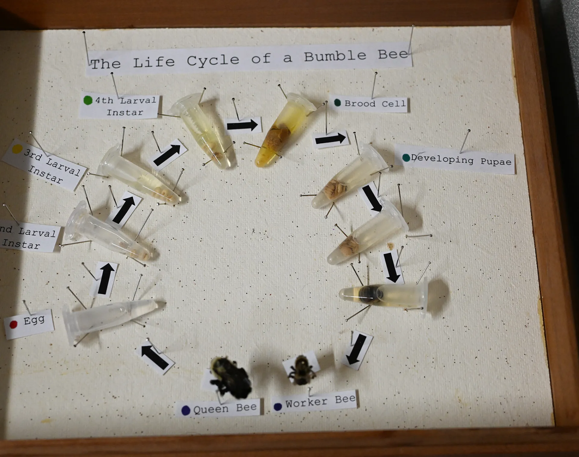 Part of Lexie Martin's display on the life cycle of bumble bees. (Photo by Kathy Keatley Garvey)