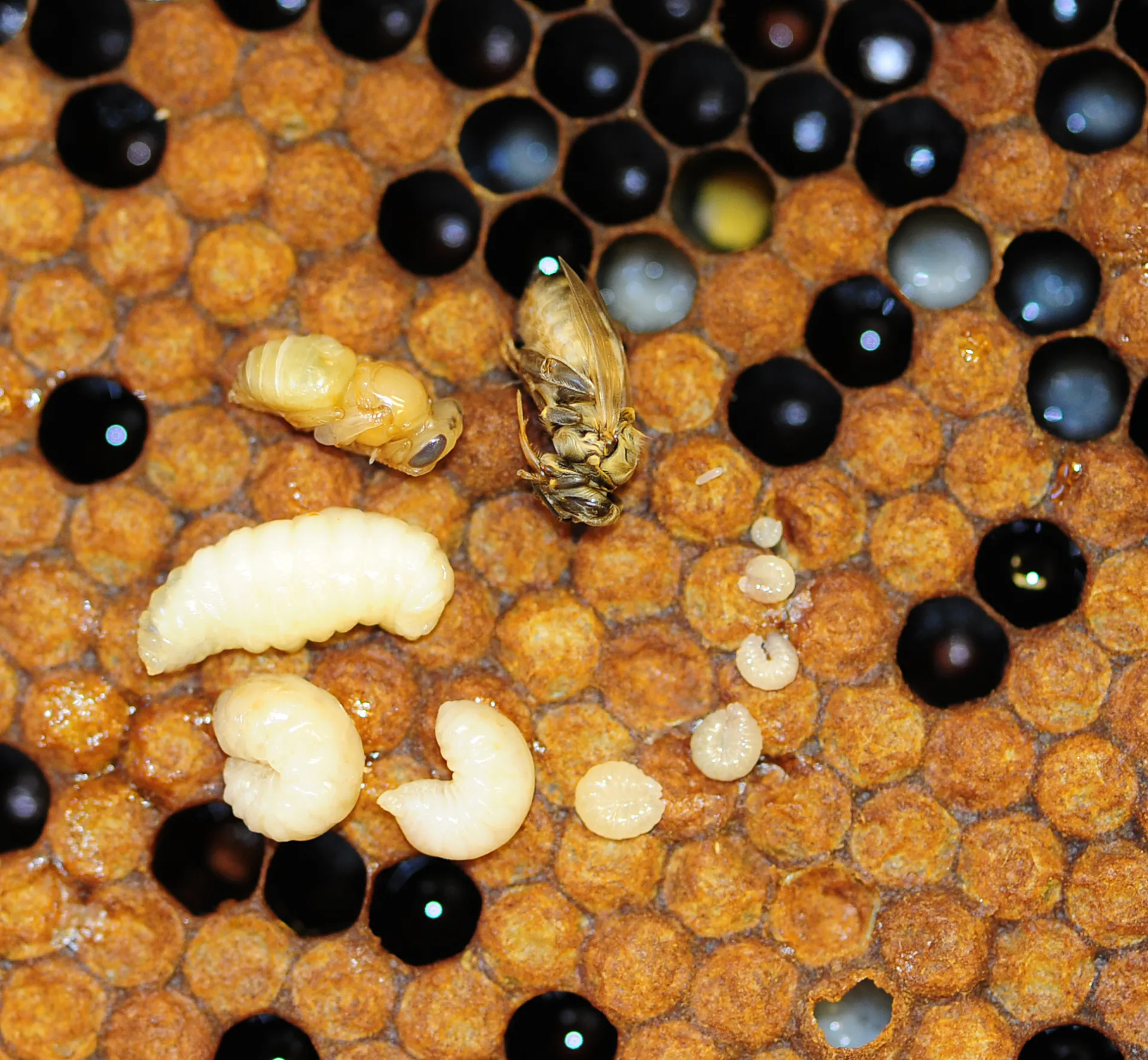 Life stages of a honey bee, from egg to larva to pupa to adult. (Photo by Kathy Kealtey Garvey)
