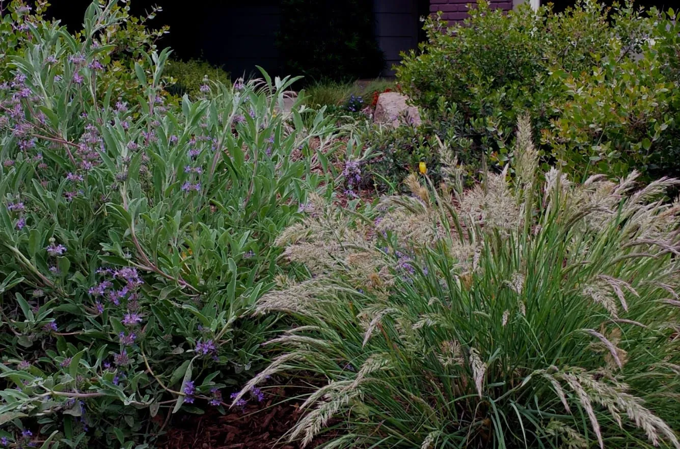 California native plants