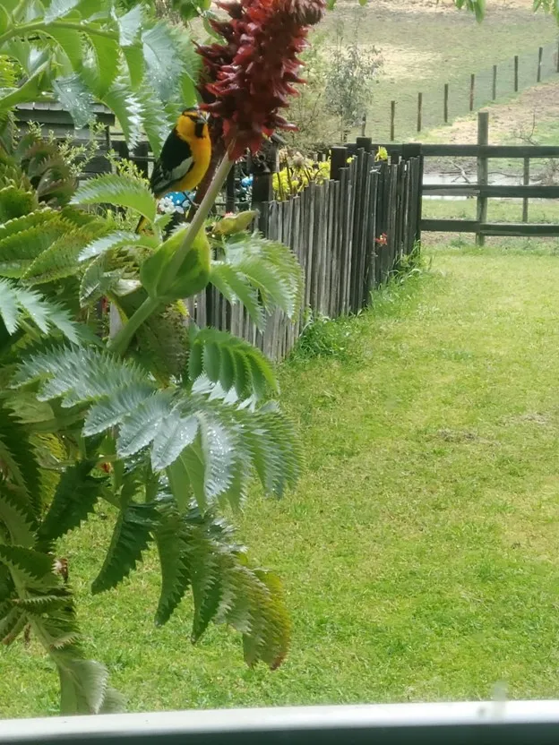 western oriole by honeybush flower