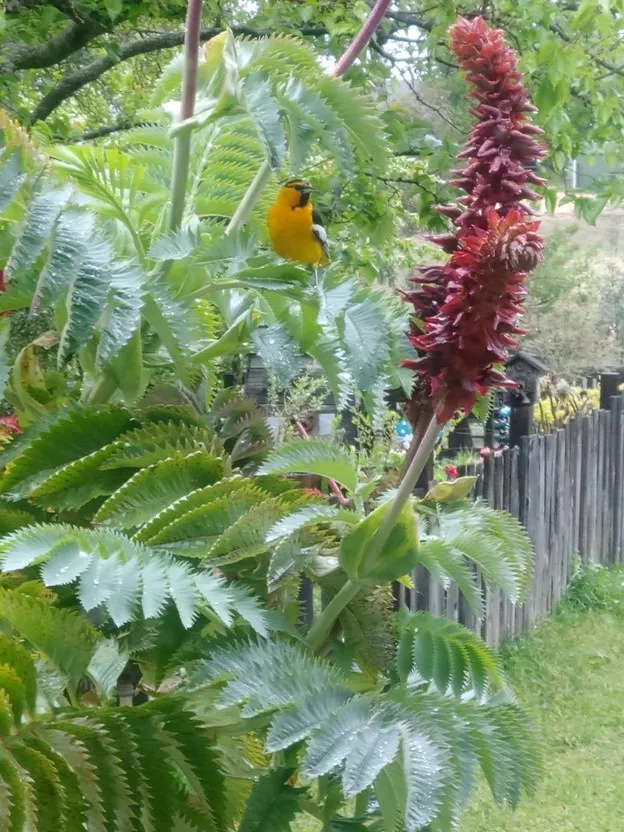 western oriole bird and honeybush flower