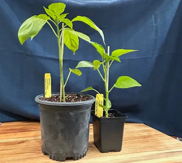 Pepper seedlings