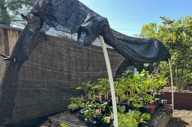 peppers in shade structure