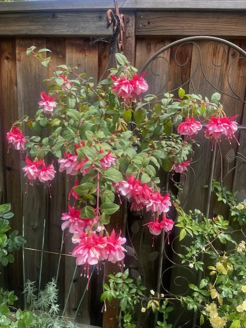 Pink fuchsia hanging basket