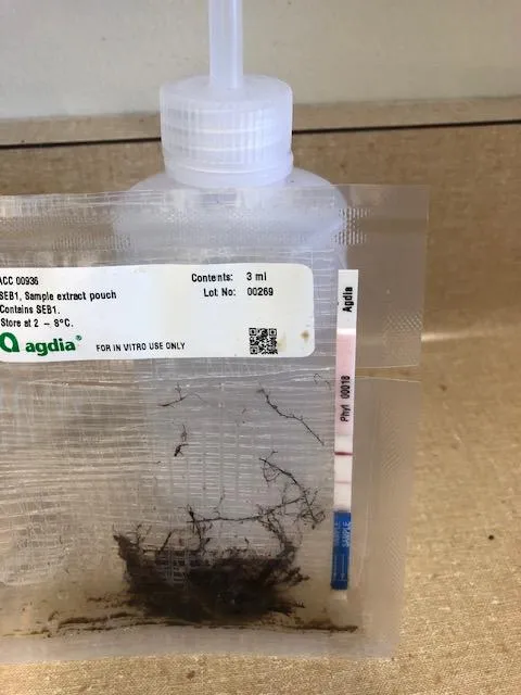 positive for Agdia strip