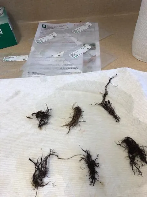 root prep for Agdia