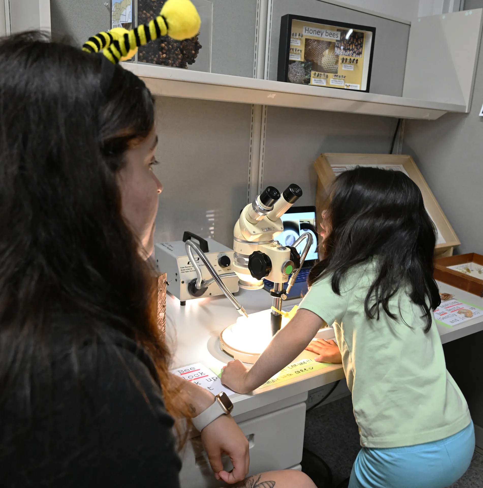 A young Bohart Museum of Entomology visitor examines bees through a microscope. (Photo by Kathy Keatley Garvey)
