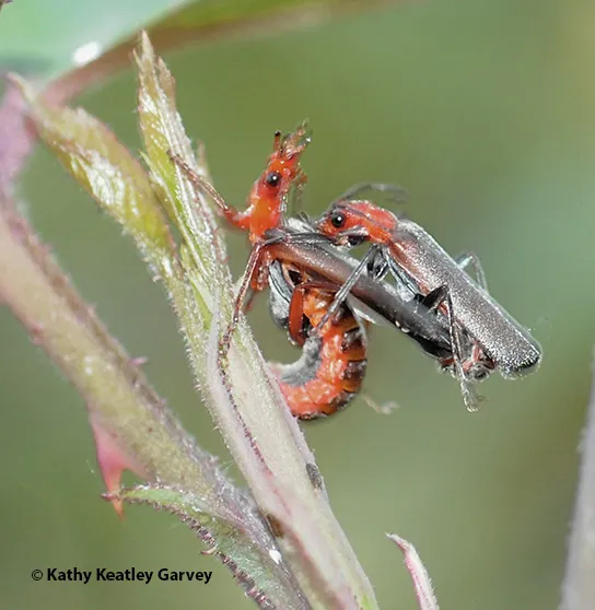 Soldier beetles (family Cantharidae) "keeping busy." The female is eating an aphid. (Photo by Kathy Keatley Garvey)