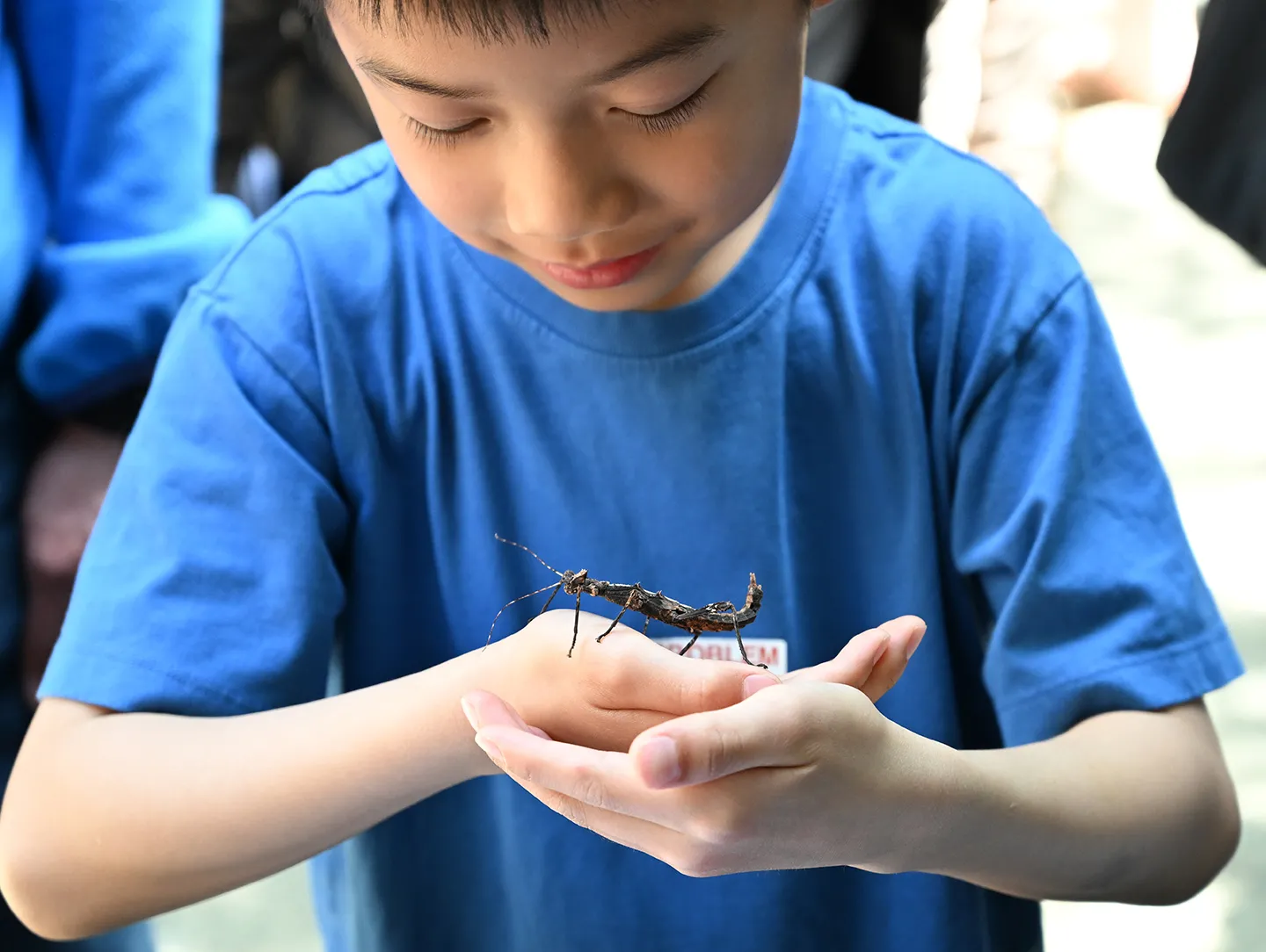 Stick insects, also known as walking sticks, are favorites at the Bohart Museum's live petting zoo. (Photo by Kathy Keatley Garvey)