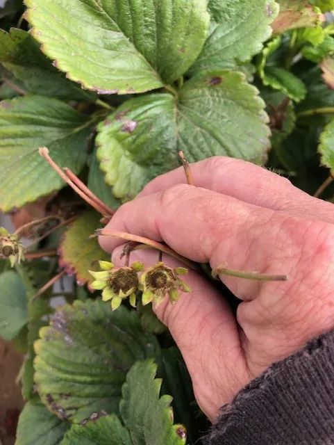 example three: flower abortion