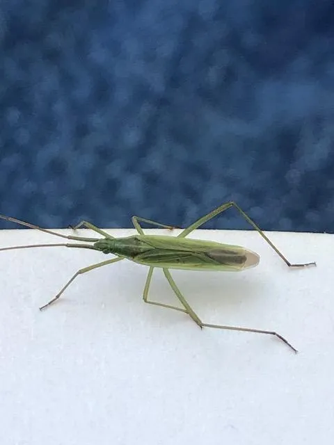 Grass bug