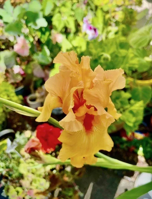 gold colored iris with a red eye in the center