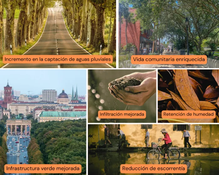 Los beneficios de los arboles urbanos