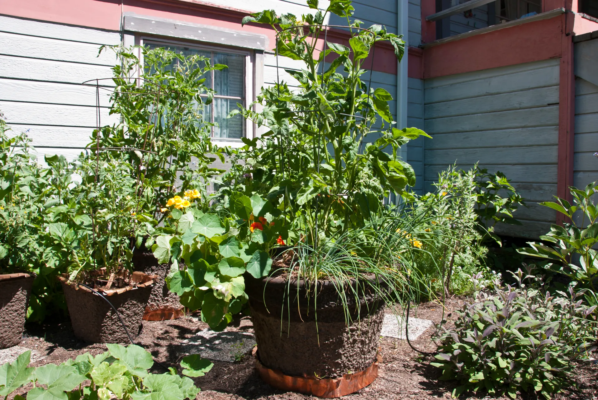 Small plants in wooden pots, watered with drip emitters. 