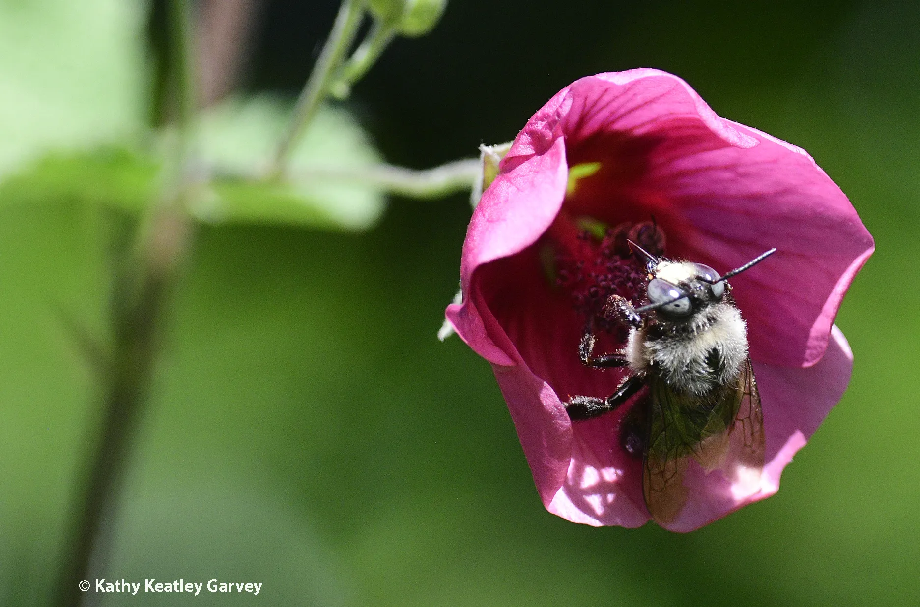 Mountain carpenter bee nectaring on mallow in a Vacaville garden. (Photo by Kathy Keatley Garvey)