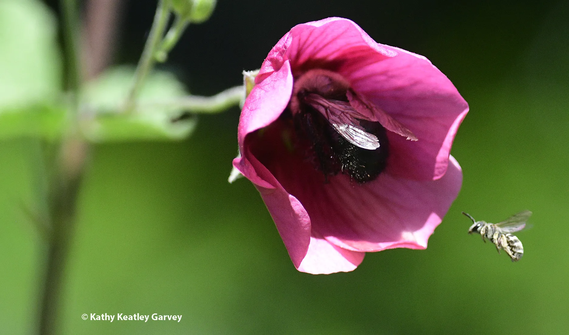 A tiny sweat bee seeks a share of the nectar. (Photo by Kathy Keatley Garvey)