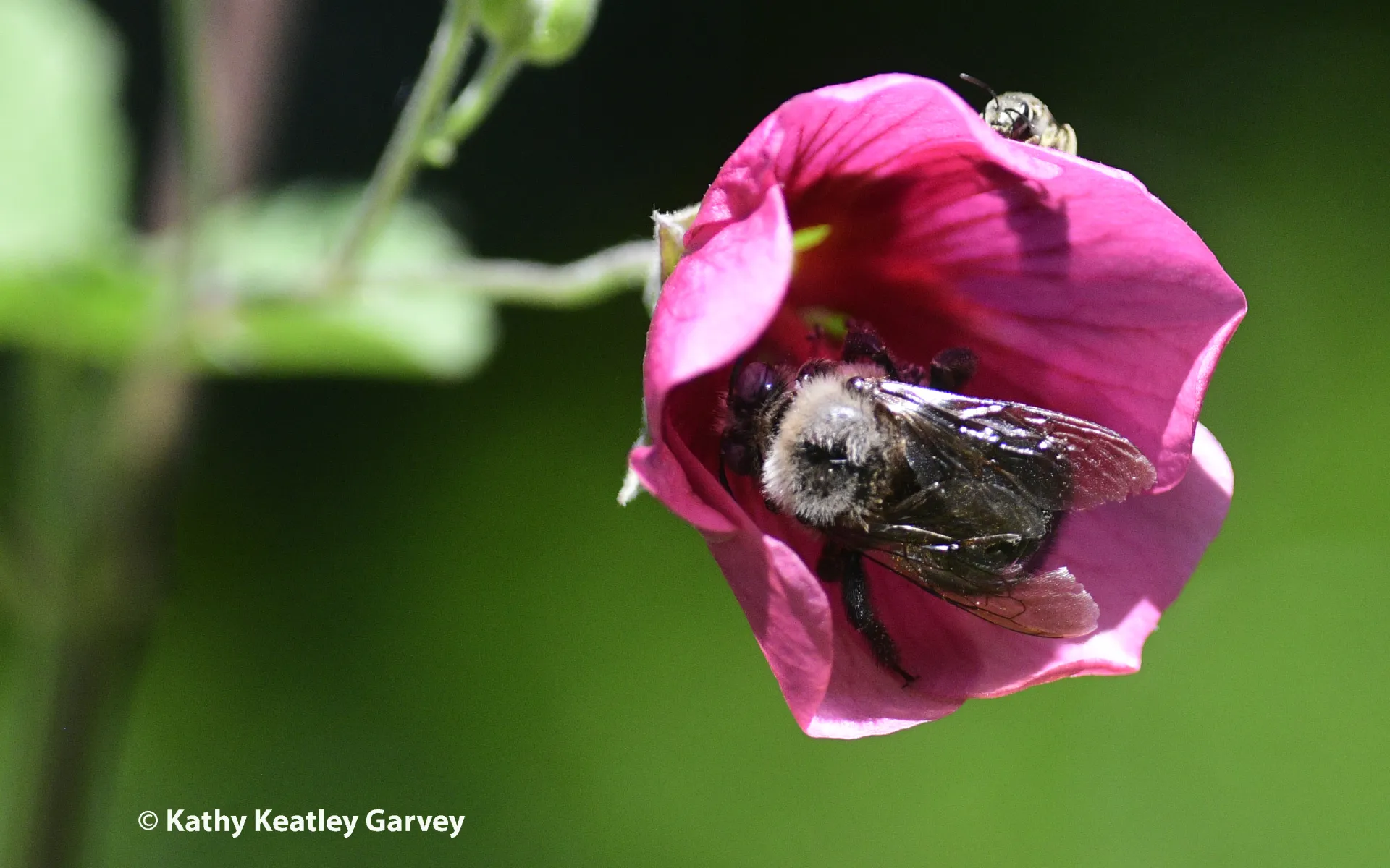 The sweat bee from above eyes the mountain carpenter bee . (Photo by Kathy Keatley Garvey)
