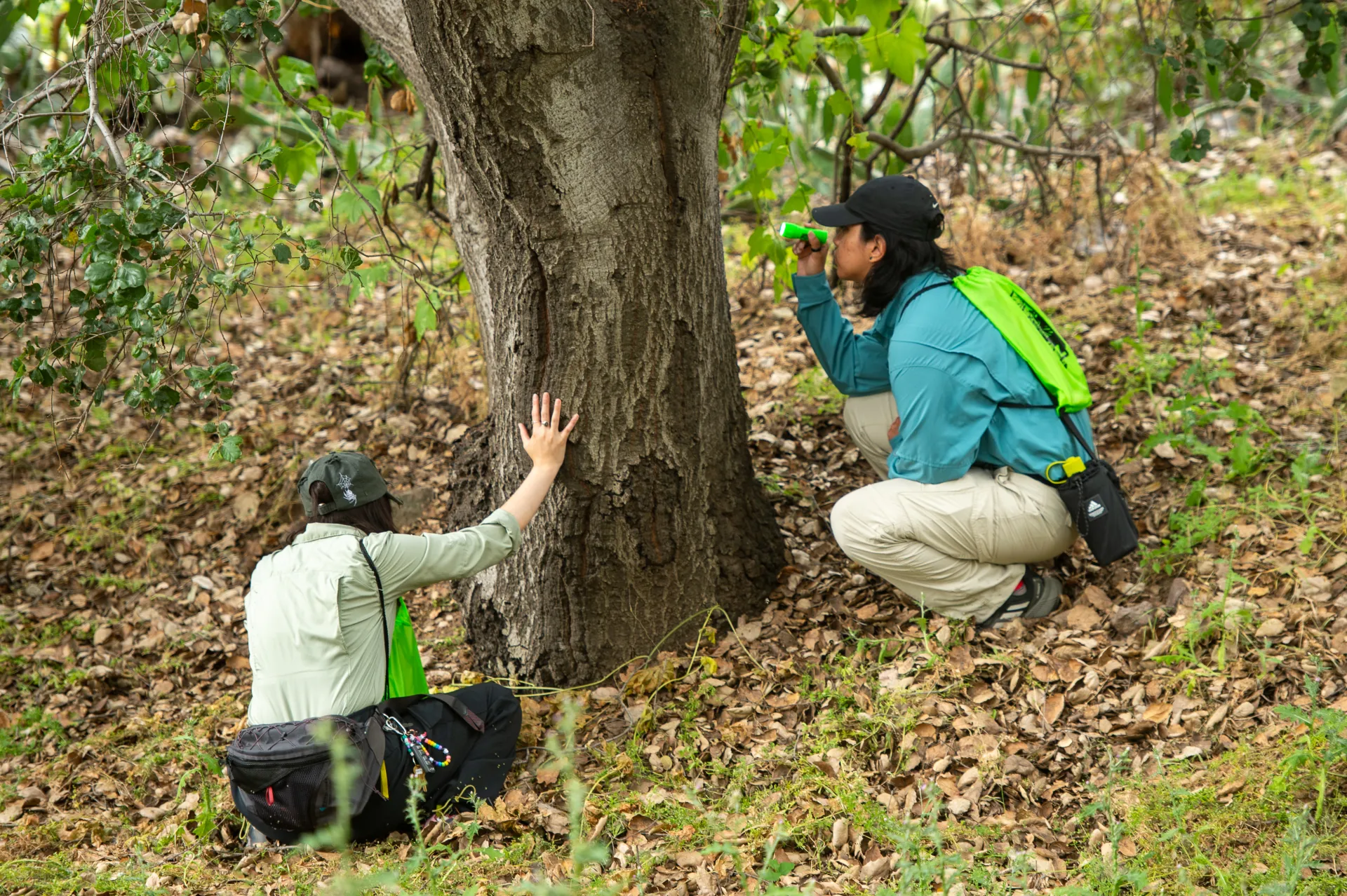 GSOB blitz volunteers look at an oak tree with flashlights.