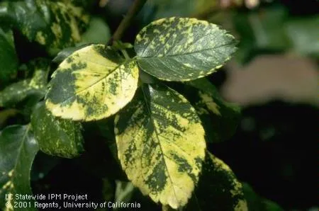 Rose Mosaic Virus on rose leaves. Jack Kelly Clark, UC IPM Program