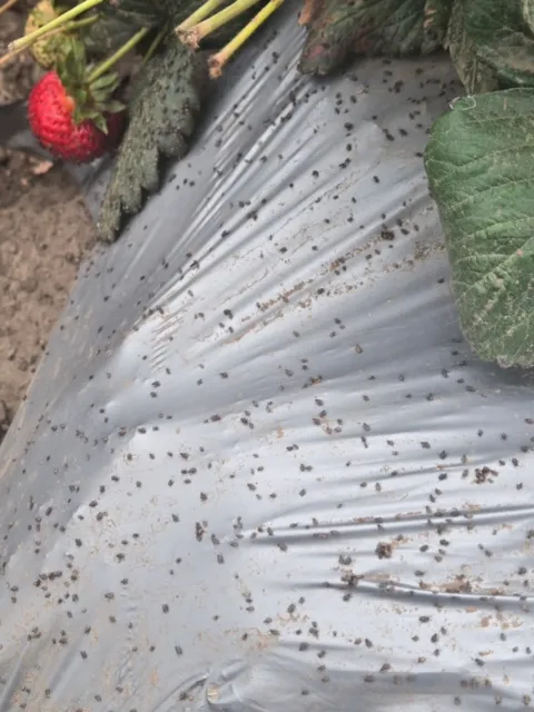 false chinch bugs on plastic