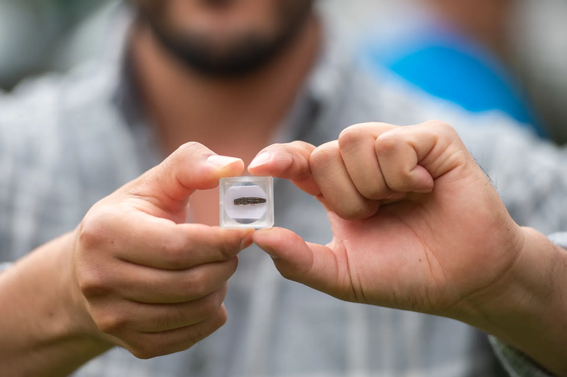 A person displays a goldspotted oak borer specimen.