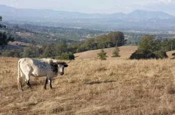 California Agriculture journal, October - December 2012, Volume 66, Issue 4. Photo by Sarah E. Moffitt