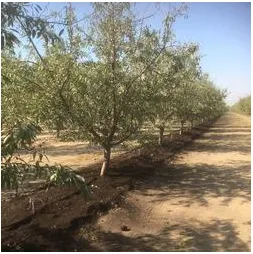 Dairy Net Zero Initative