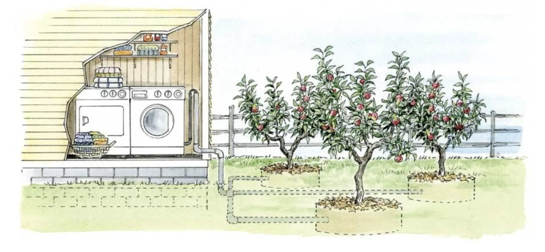 An illustration of a system setup where pipes carry graywater from a washing machine to fruit trees on the property
