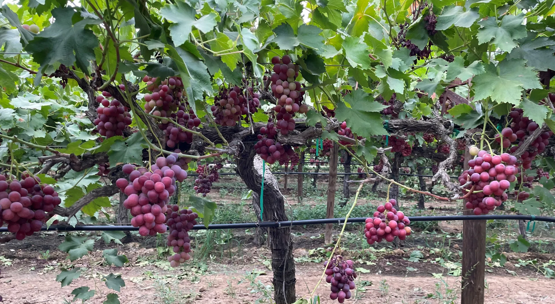 Grape Vines