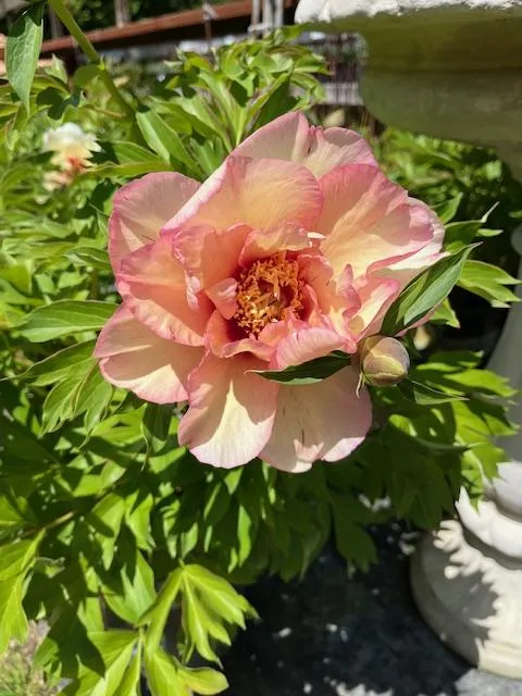 peachy-pink flower of a peony