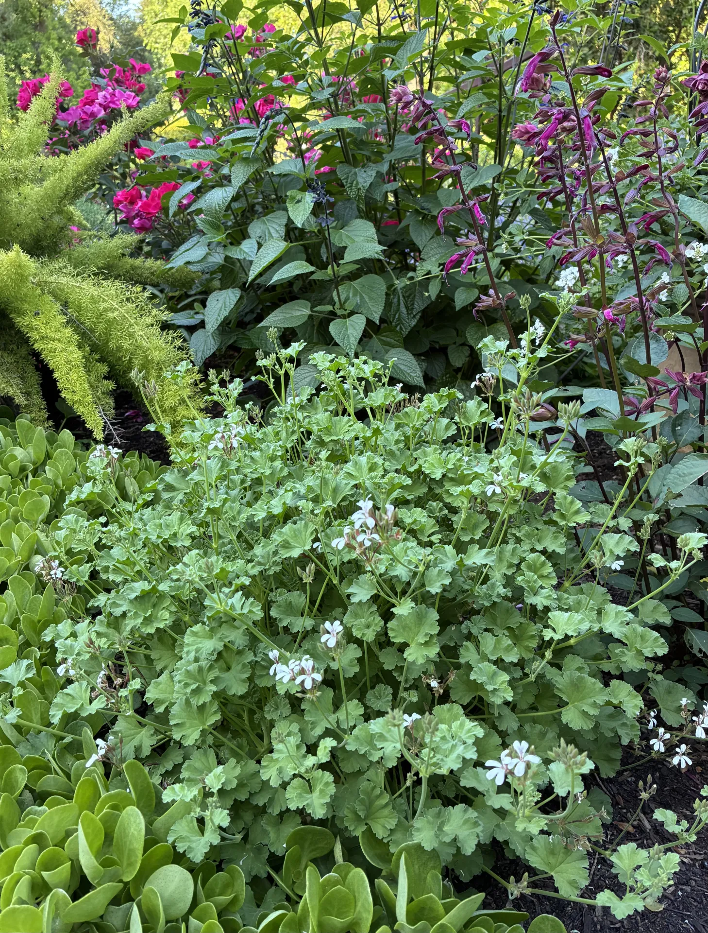 Nutmeg scented geranium